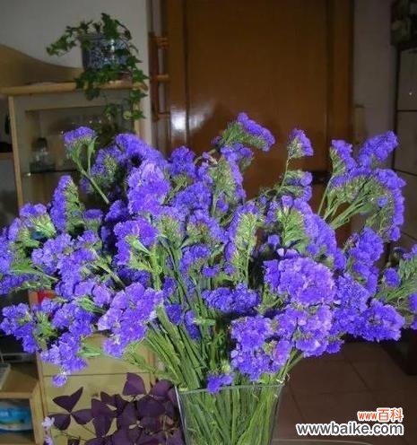 探索勿忘我各种颜色的花语 勿忘我花语