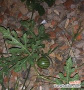 解读西瓜代表的象征意义 西瓜的象征意义及特殊含义