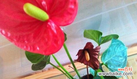 西瓜 西瓜的花语和寓意