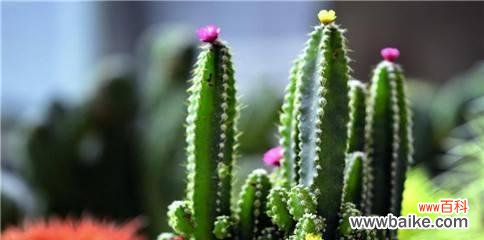 从沙漠的守护者到内心的成长 仙人掌