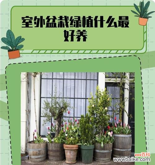 哪种盆栽代表阳光充足?它在室内装饰中有何作用?