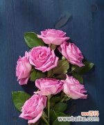 粉红色牡丹玫瑰花的寓意是什么？粉红色玫瑰有何特别含义？