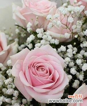 粉红色牡丹玫瑰花的寓意是什么?粉红色玫瑰有何特别含义?