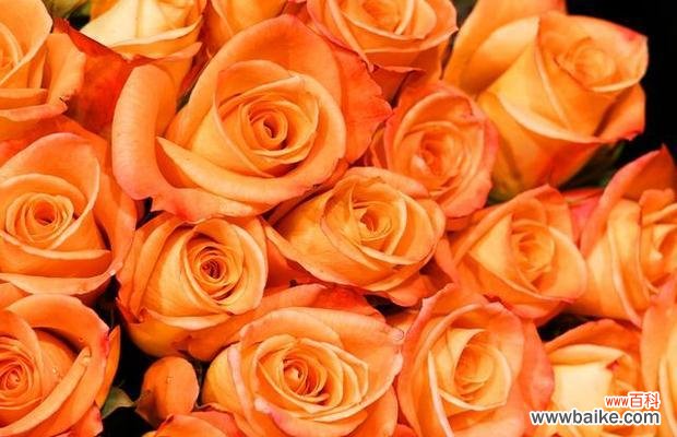 玫瑰花的含义是什么？前任送的赠品玫瑰花代表什么？