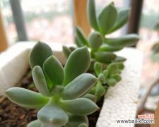 肉肉植物具体指什么？肉肉植物的含义是什么？