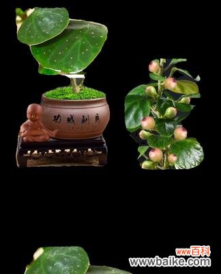 菩提盆栽代表了什么？