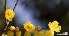 解读腊梅花的寓意 腊梅花的文化内涵