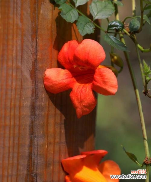 解读凌霄花所传达的情感与寓意，了解其在文化中的重要地位 凌霄花的花语