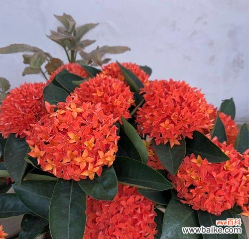 解密仙丹花的花语，探究其神秘来历 仙丹花的神秘传说与花语