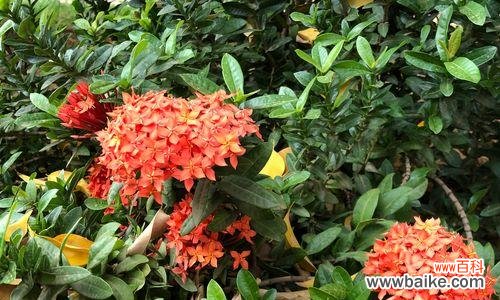 解密仙丹花的花语，探究其神秘来历 仙丹花的神秘传说与花语