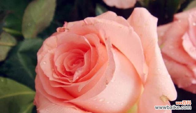 探究不同玫瑰花颜色所代表的情感和象征意义 解析不同玫瑰花颜色的含义