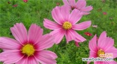 解读鲜花的隐含信息 鲜花的象征意义及其深远影响