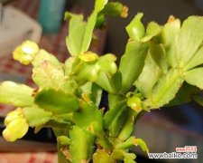 揭示仙人指花语的奥秘 仙人指花语的象征与寓意