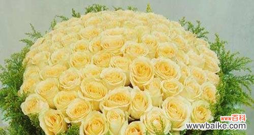 香槟的花语 香槟花语与寓意——让你品味生活的美好