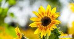 探索向日葵背后的象征和意义 向日葵的象征意义及寓意