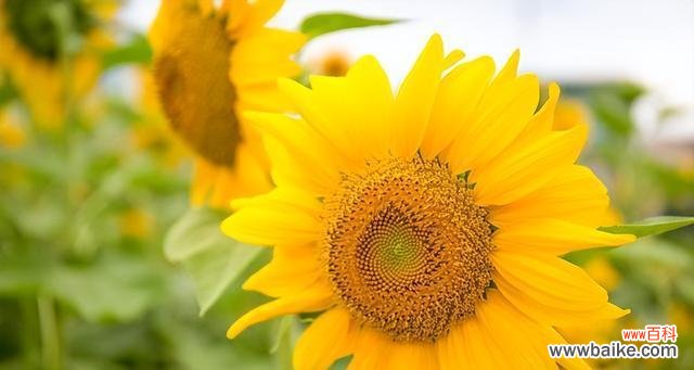 向日葵 向日葵的花语与寓意——阳光与坚强的象征