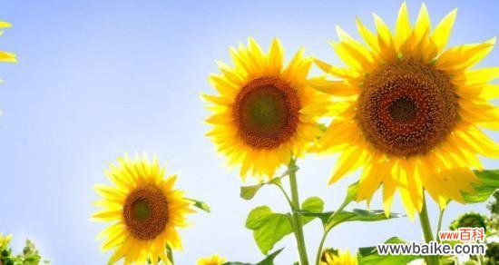 以向阳花的花语了解生命的力量与美好 向阳花的花语