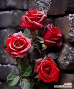 撕玫瑰花的寓意是什么？撕玫瑰花代表什么？