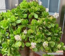 现栽盆栽的概念是什么？