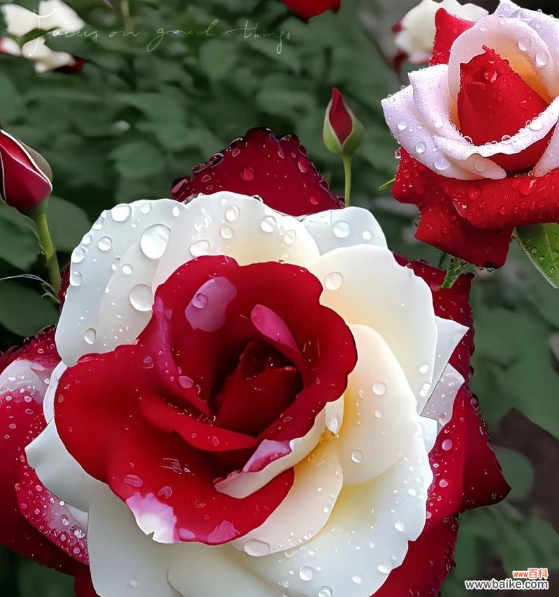 打火送玫瑰花象征着什么？