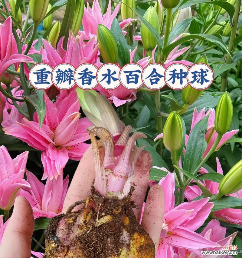 男朋友种植百合花有何深意？其表达的情感是什么？