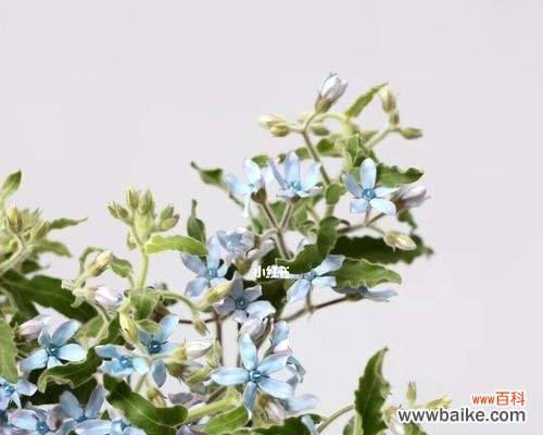 揭秘蓝星花的花语及其意义 蓝星花的花语