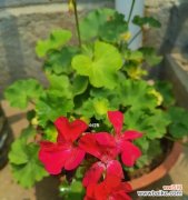 探秘天竺葵的花语与故事 天竺葵，盛夏芳香