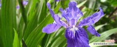 揭秘鸢尾花所蕴含的深刻内涵 鸢尾花之花语