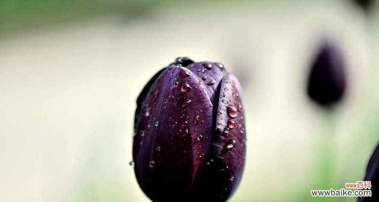 揭示不同文化中悼念的方式 世界悲伤花语