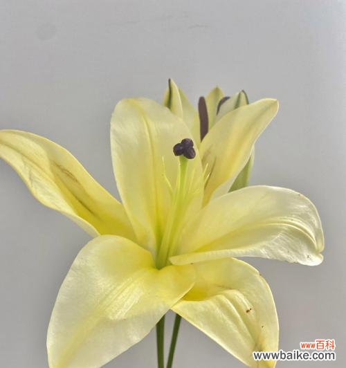 探寻百合花语的丰富内涵与文化价值 黄百合花语的意义与传承