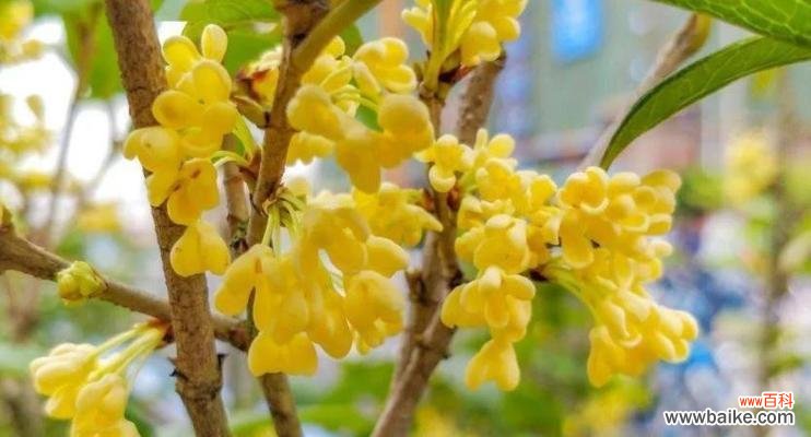 传递祝福的香气——桂花的象征意义 桂花的花语与寓意