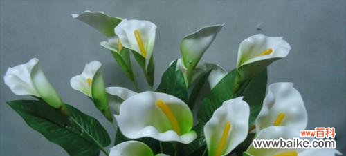 传递幸福和纯洁之美 马蹄莲的花语与寓意