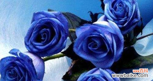 传递神秘、稀有与温柔美好的蓝色浪漫气息 探秘蓝玫瑰花语的含义