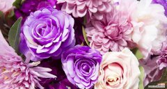 探寻紫色玫瑰的神秘面纱 紫色玫瑰的含义