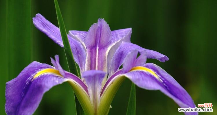 美丽、坚韧、希望 马兰花的花语