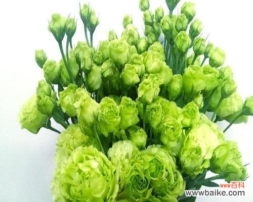 探究绿色洋桔梗的花语及象征意义 绿色洋桔梗，意蕴深长