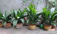 探究这朵低调高雅的花的真正含义 一叶兰的寓意与花语