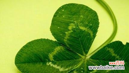探究四叶草的幸运和祝福含义 四叶草的寓意和象征意义