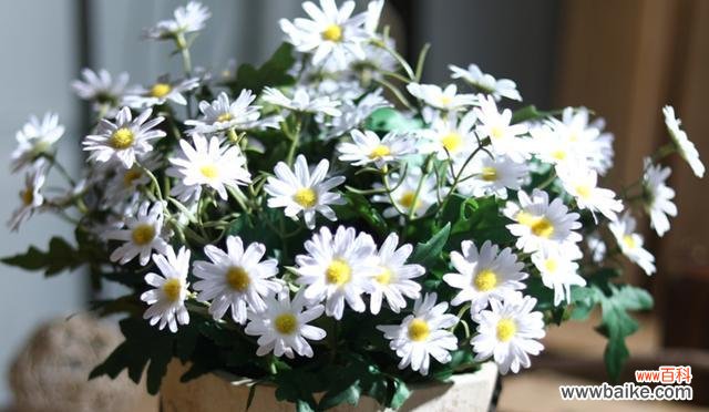 用小雏菊花语解读爱情的真谛 以小雏菊的花语探究爱情的深意