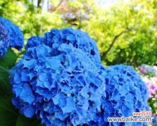 解读绣球花的花语 绣球花的象征意义与含义