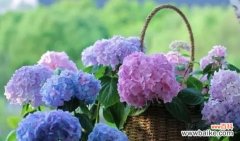 绣球花的美丽寓意与祝福 绣球花的花语与寓意