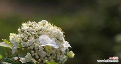 探索琼花的美丽与深层含义 扬州市花琼花的象征与寓意