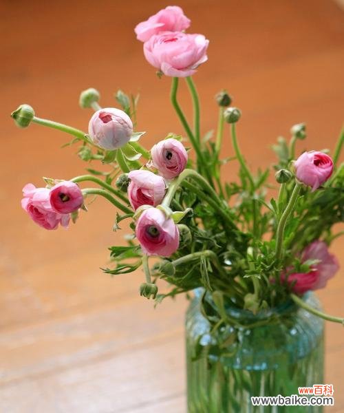 探寻洋牡丹的花语与寓意 洋牡丹