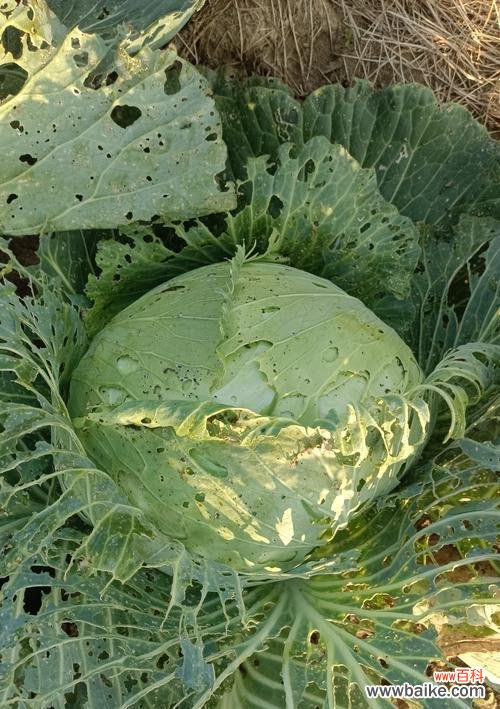 绿色蔬菜不使用农药的意义是什么？对健康有何影响？