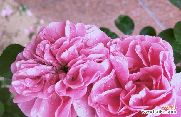 一支玫瑰花撒落代表什么？