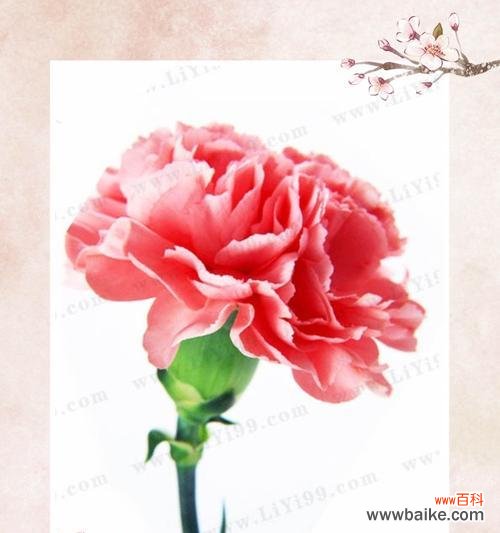 蓝康乃馨的花语是什么？