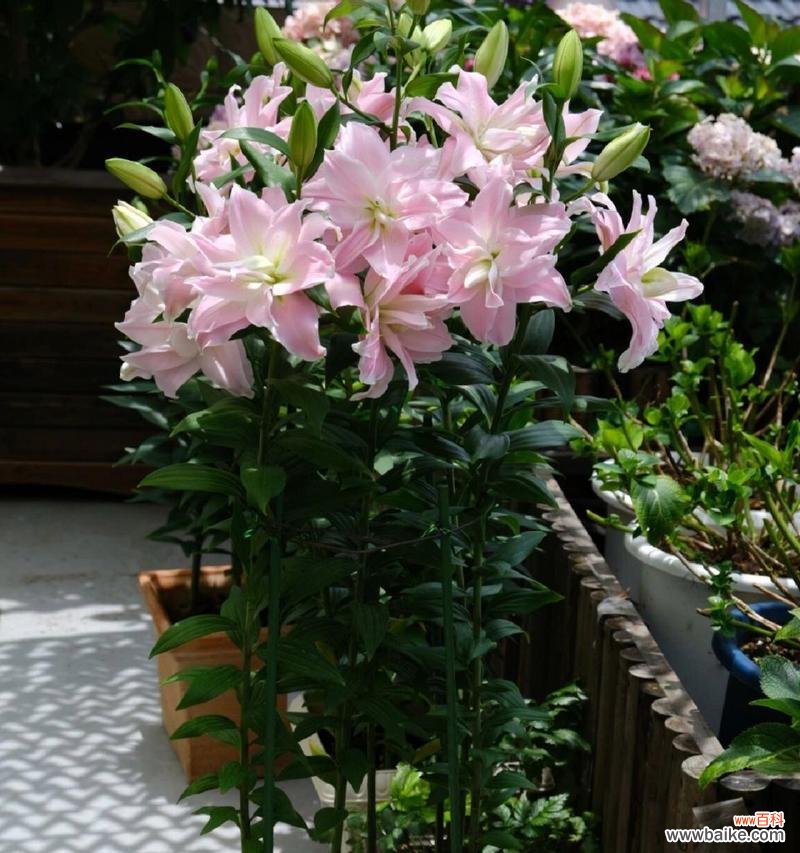 黑色重瓣百合花语是什么？它代表了什么情感？