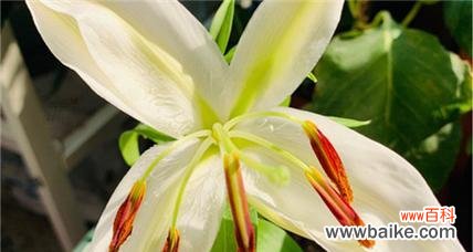 地铁里的百合花象征什么？传递了哪些信息？