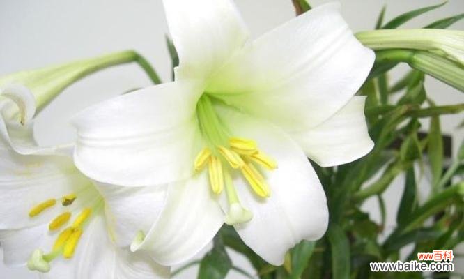 地铁里的百合花象征什么？传递了哪些信息？