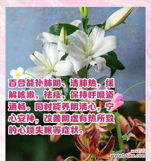 元旦和百合什么意思?百合花在元旦期间有何特殊含义?